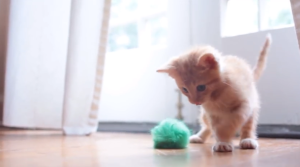 Dear Kitten Video