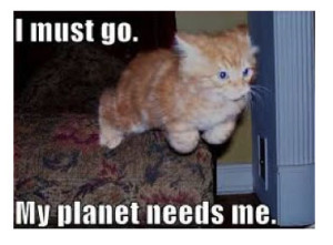 cat1