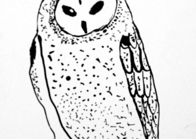 Barn Owl