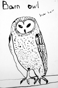 Barn Owl