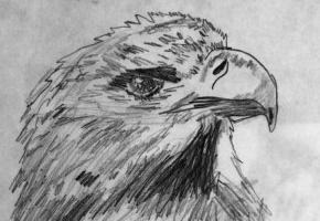 Eagle drawing