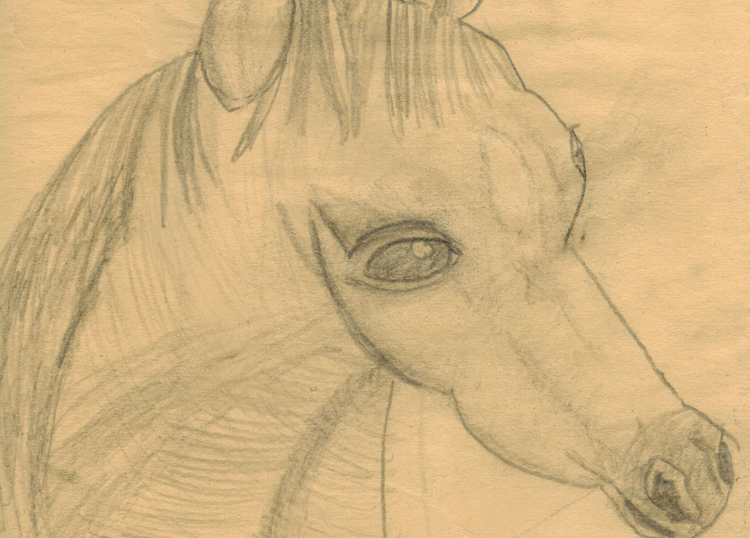 Horse Study