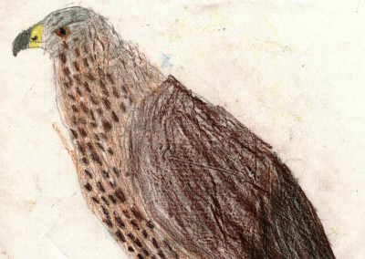 Eagle Drawing