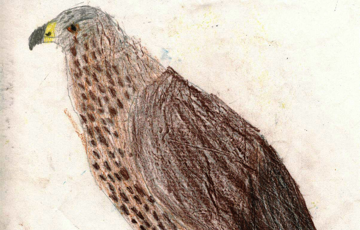 Eagle Drawing