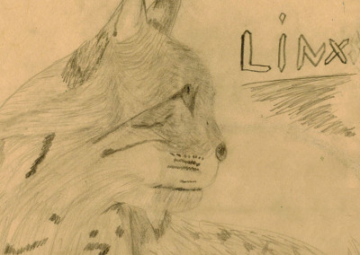Lynx drawing