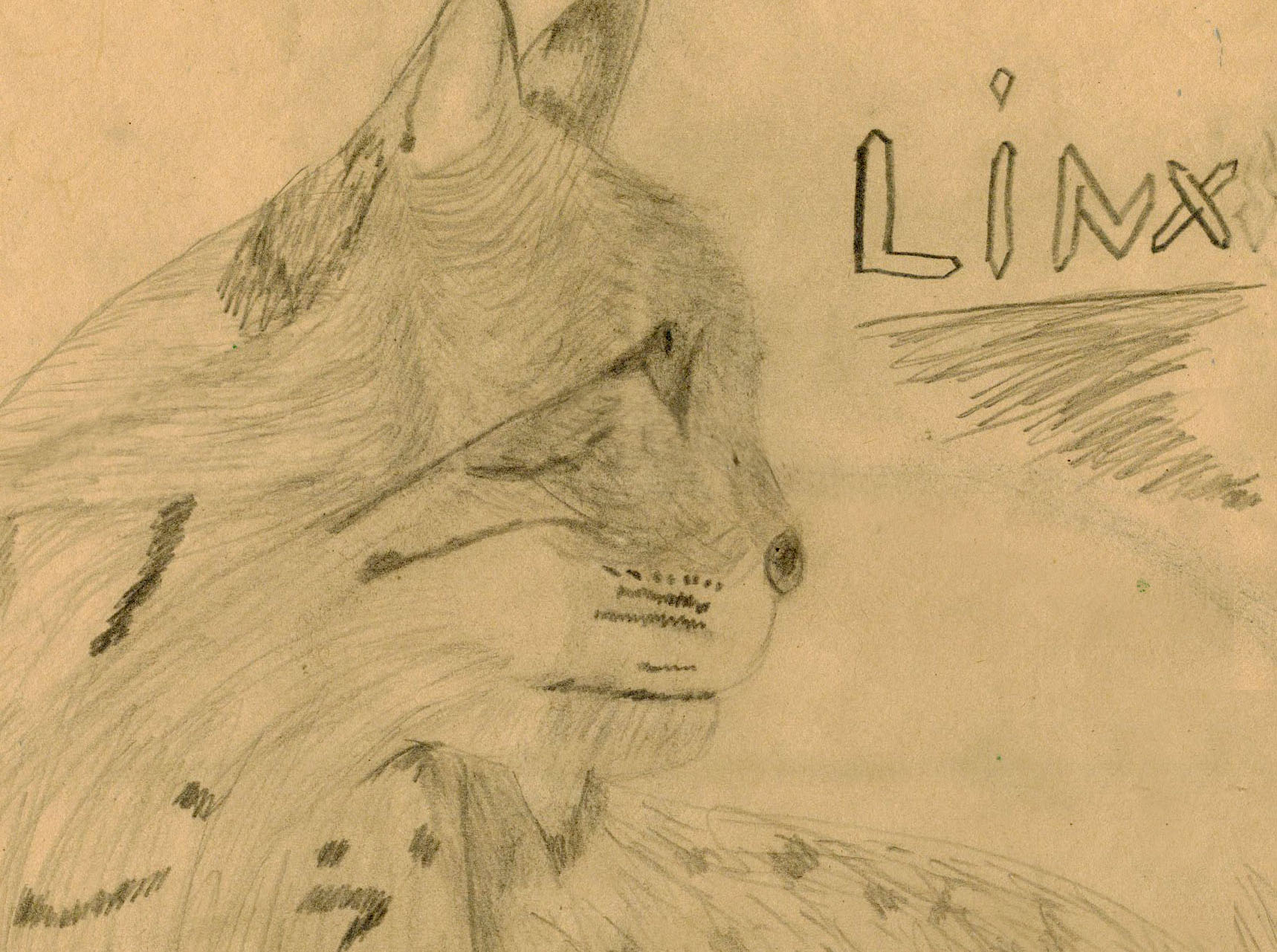 Lynx drawing