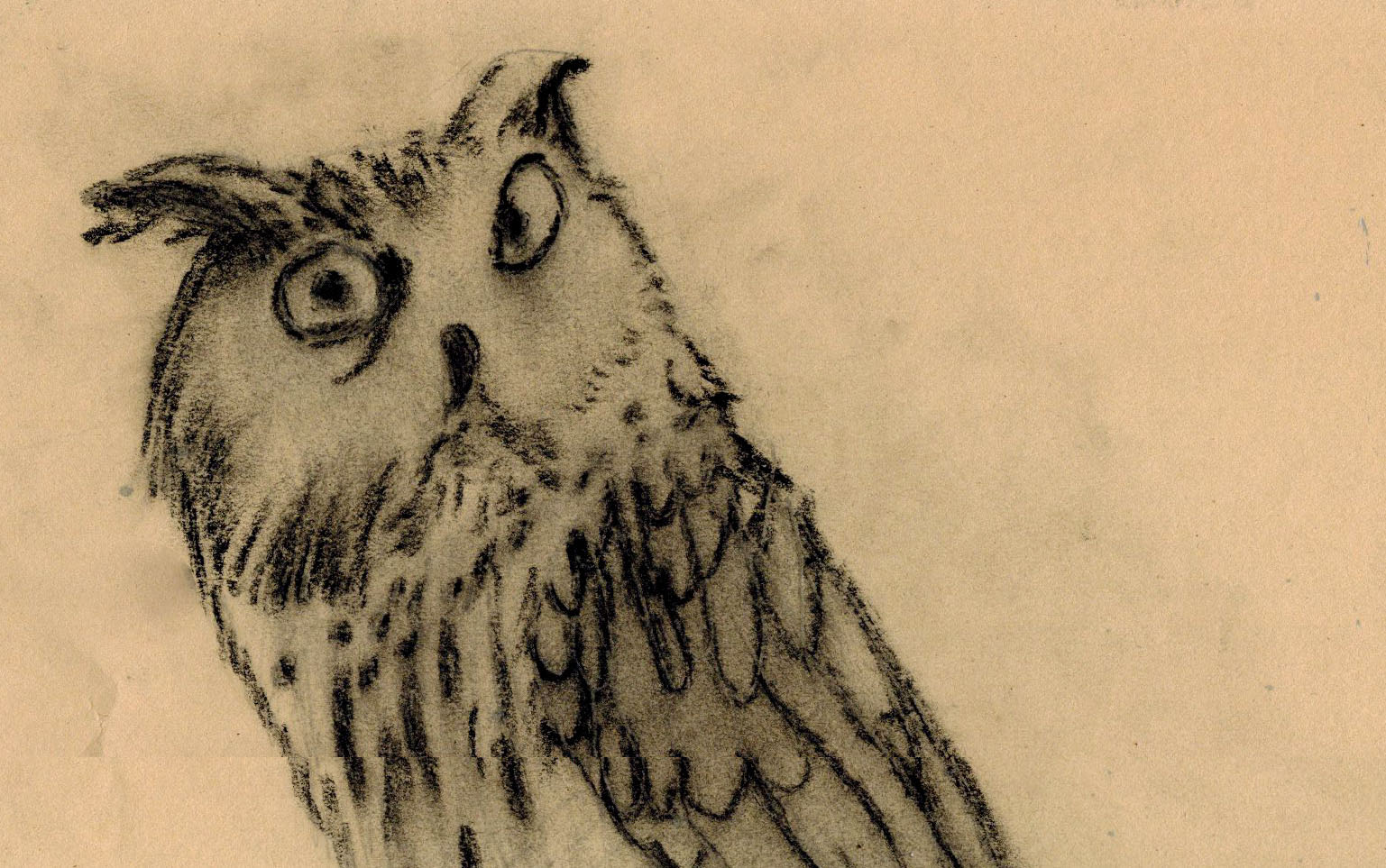 Owl (charcoal)